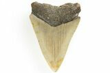 Juvenile Megalodon Tooth - North Carolina #190917-1